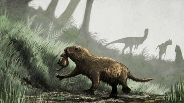EVOLUCIÓN DE LOS MAMIFEROS Hace 50 Millones de Años