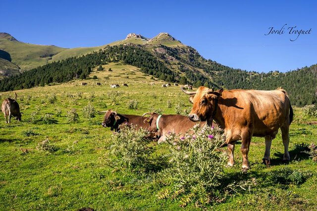 Agicultura i ramaderia
