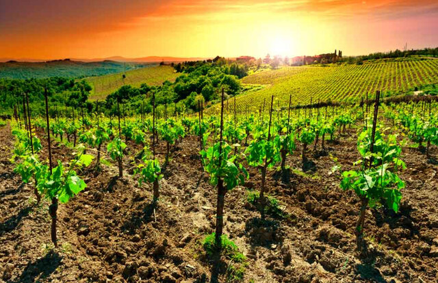 Pionera a l'art culinari Grècia classica