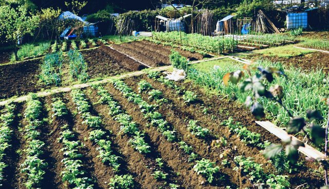 Van començar a utilitzar la ramaderia i l'agricultura