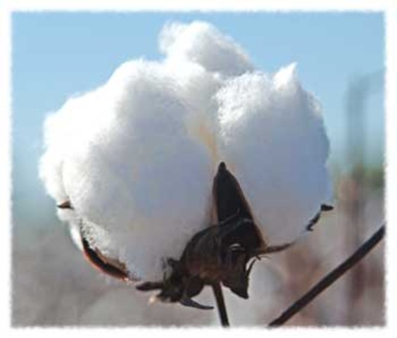 Farmers Learn to Make Cotton