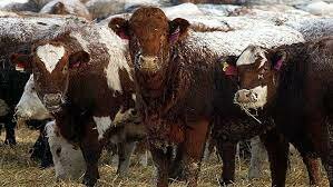 Ranchers' group opposes Health Canada's 'vilification' of ground beef