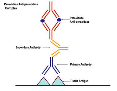 Método de inmunofluorescencia con anticuerpos no marcados (PAP) (Sternberger)