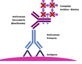 Empleo de complejos de adivina-biotina en inmunofluorescencia (Heggens y Así)