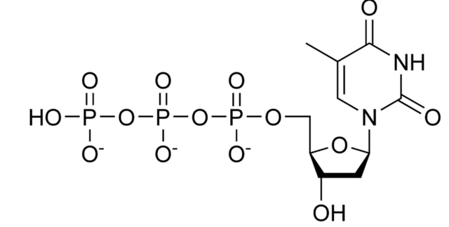 Descripción para localizar secuencias de ADN hibridadas in situ, mediante TTP marcado con biotina