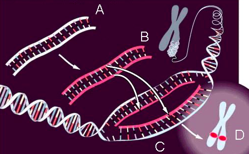 Registro de hibridación in situ (Galo y Pardue)