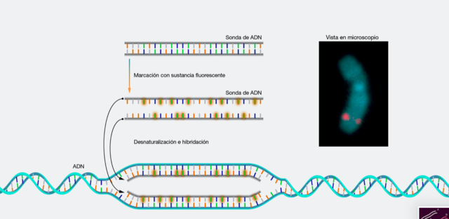 Primeras versiones del FISH