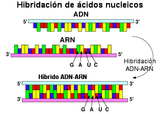 Descripción de la fusión y rehibridación del ADN y la unión complementaria de ARN-ADN
