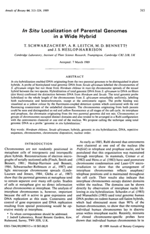 Primera aplicación del FISH en cromosomas de plantas (Schwarzacher)