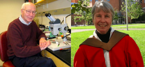 Visualización de genes que codifican ARNr en ovocitos de Xenopus laves mediante autorradiografía y sondas de ARNr marcadas con 3H (Pardue y Gall)