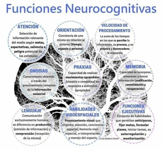 Proceso neurobiológico de las funciones cognitivas superiores