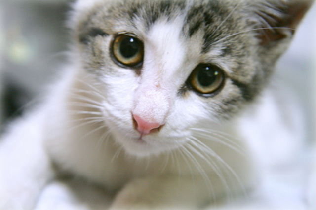 When  i got my frist cat !!