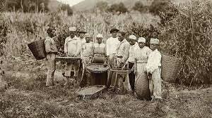 1727 EL CAFÉ EN LATINOAMETICA- BRASIL