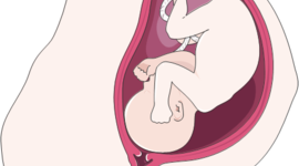 Timeline: 1ª e 2ª semanas