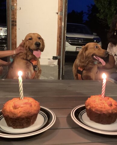 El Cumpleaños de Mi Perro