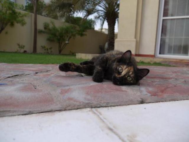 When my cat got lost :(