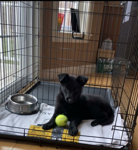 Mi prima adoptó una perra