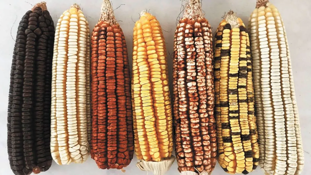 Corn