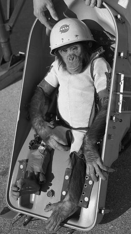 January 31, 1961: Ham, the first chimp to be launched into space