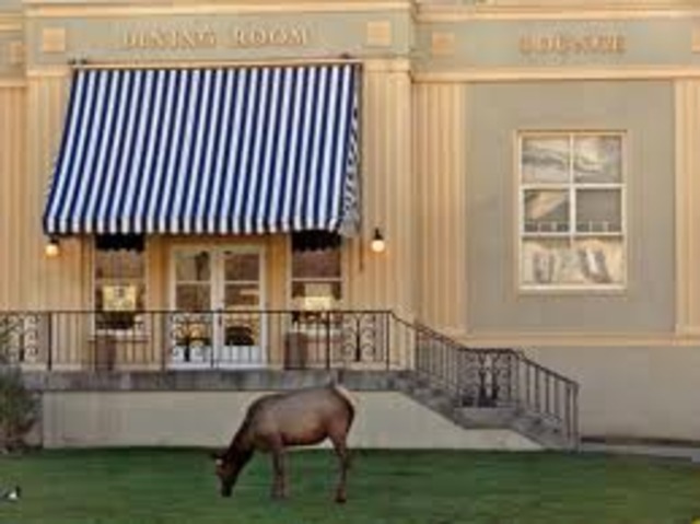 Our Dnnner at the Restaurant...