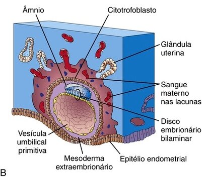 Dia 9 - Lacunas e disco bilaminar