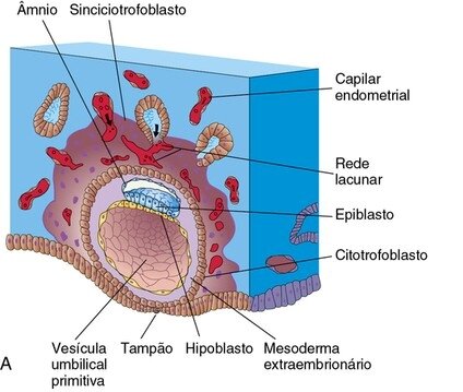 Dias 10 e 11 - Término da implantação