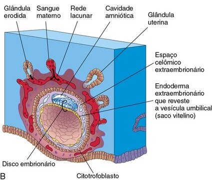 Dia 12 - Circulação uteroplacentária primitiva