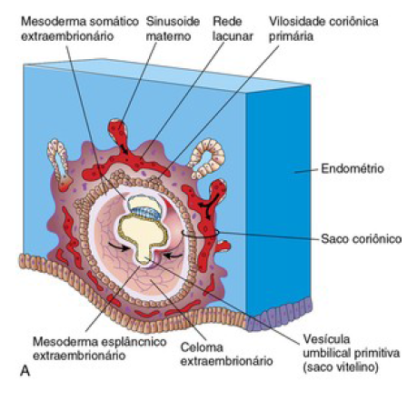 Dia 13 - Elementos do córion
