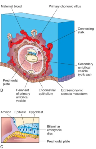 Dia 14 - Fim da 2ª semana