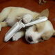 Puppy with phone