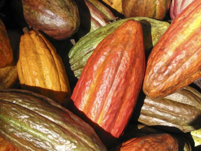 cacao beans