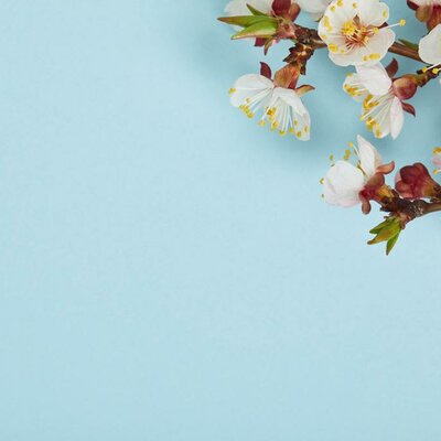 Timeline: Линия времени посадки цветов