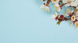 Timeline: Линия времени посадки цветов