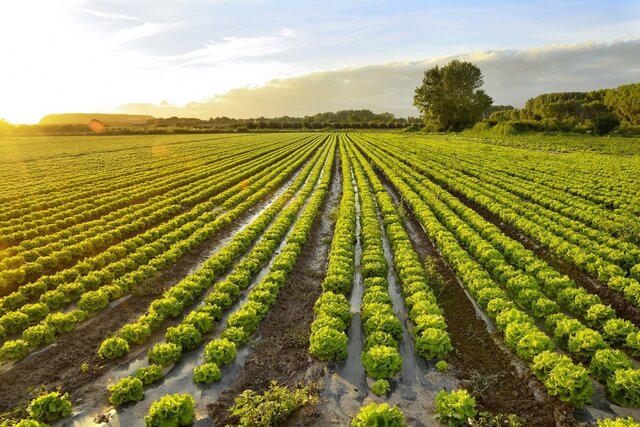 Cultiven plantes d'altres paísos