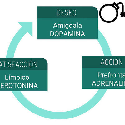Timeline: Circuito Neurobiológico de la Motivación (DAS)