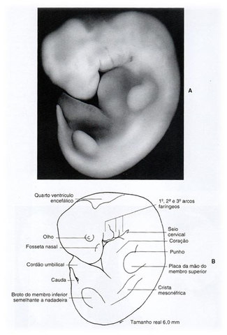 Organização dos membros superiores e inferiores (5° semana)