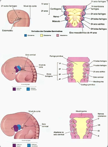 Formação do seio cervical (5° semana)