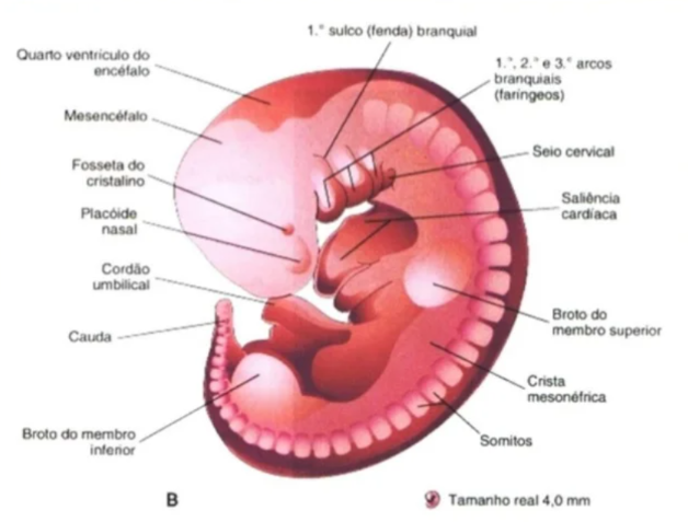 Crescimento da cabeça (5° semana)