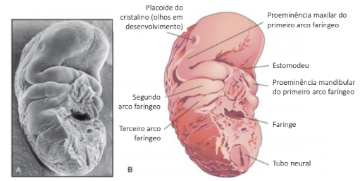 Formação do seio cervical (5° semana)