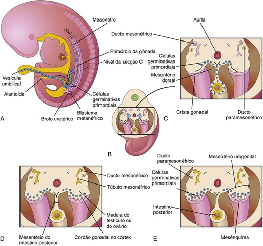 Formação dos rins mesonéfricos (5° semana)