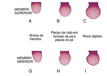 Membros superiores - formação das mãos (6° semana)
