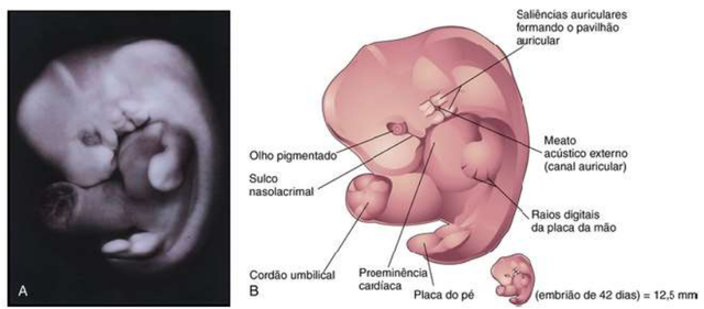 Formação da aurícula (6° semana)