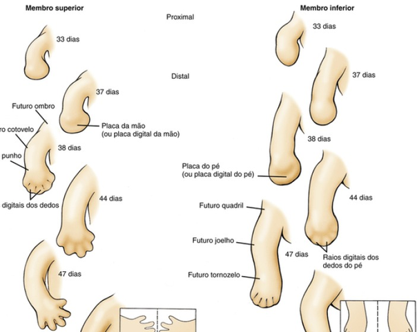 Membros superiores - formação das mãos (6° semana)