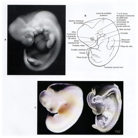 Formação do pigmento da retina (6° semana)