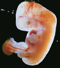 Encerramento da 6° semana