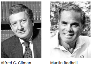 ALFRED GILMAN Y MARTIN RODBELL