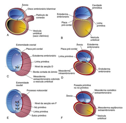 3° semana: Gastrulação: formação das camadas germinativas
