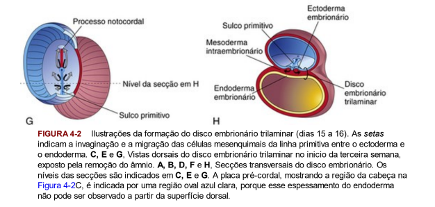 Gastrulação: formação das camadas germinativas  II