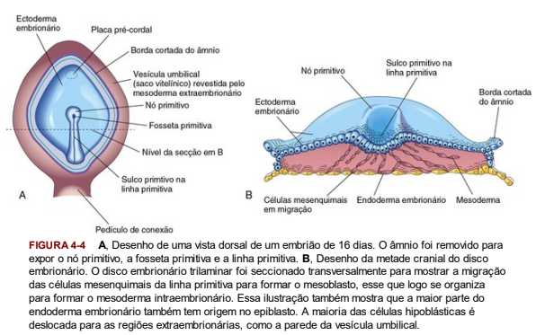 Linha primitiva II - Fosseta primitiva