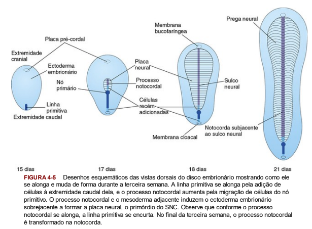 Destino da linha primitiva